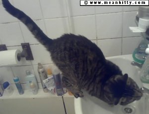 a grey tabby drinking out of a sink
