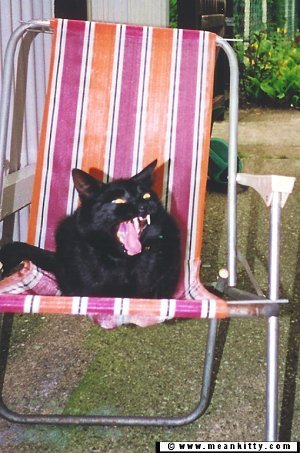Meemee is a black cat in a red and orange striped yawn chair yawning with the hugest teeth ever